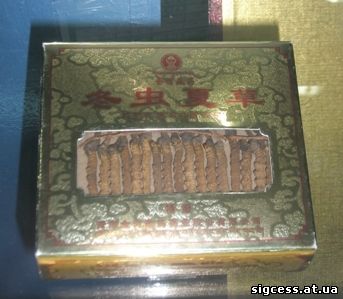 Кордицепс Китайский